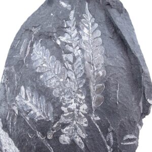Alethopteris grandini