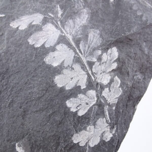 Sphenopteris spiniformus
