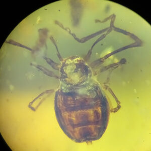 Poliochera cretacea