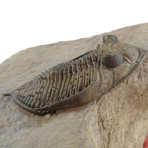 Zlichovaspis spinifera