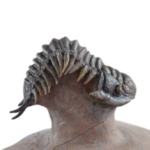 Cheirurus (Crotalocephalina) gibbus tifletensis