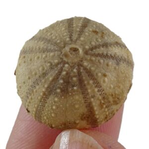 Psephechinus perlatus