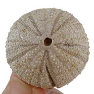 Psephechinus perlatus