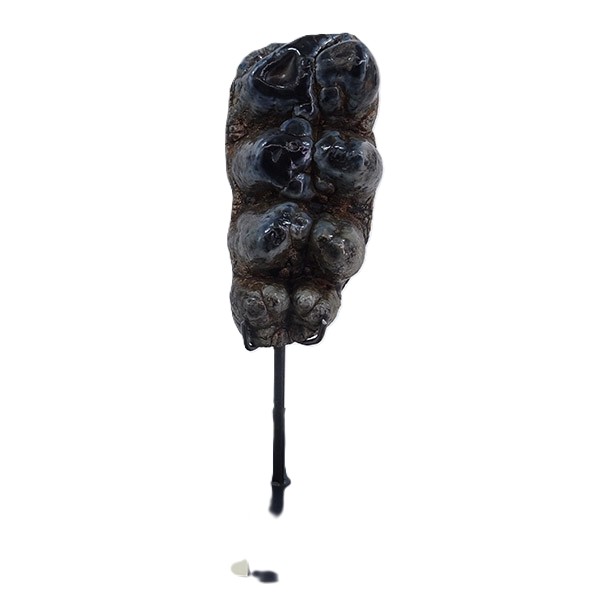 Gomphoterium angustidens - Image 2
