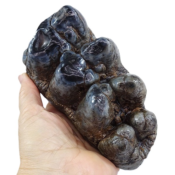 Gomphoterium angustidens