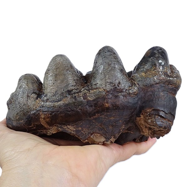 Gomphoterium angustidens - Image 3