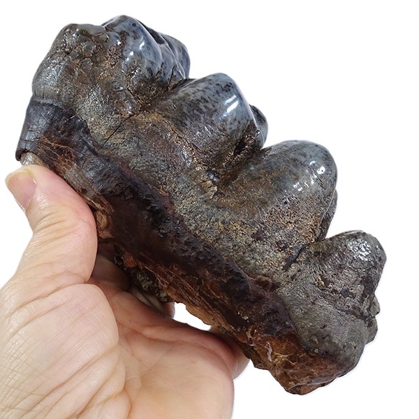 Gomphoterium angustidens - Image 4