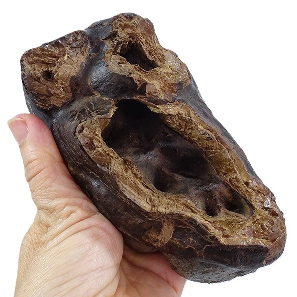 Gomphoterium angustidens - Image 5