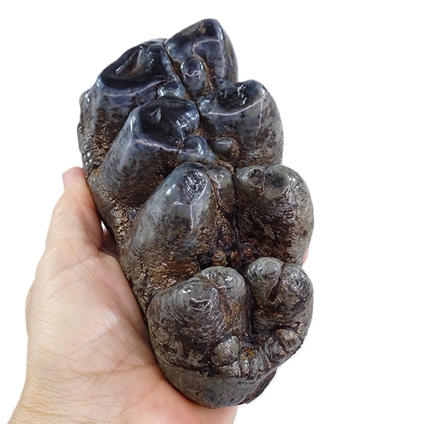 Gomphoterium angustidens - Image 6