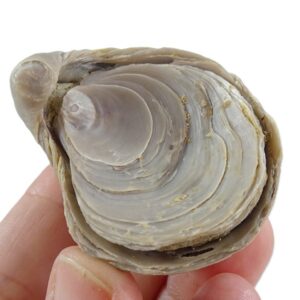 Gryphaea dilatata