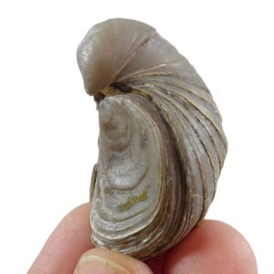 Gryphaea arcuata