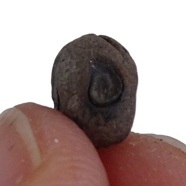 Carpolithus hafniensis - Image 2