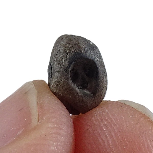 Carpolithus hafniensis - Image 3