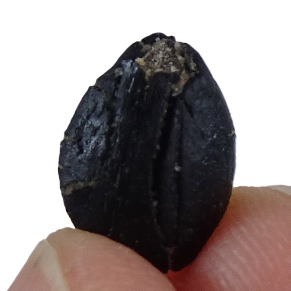 Styrax maximus - Imagen 4