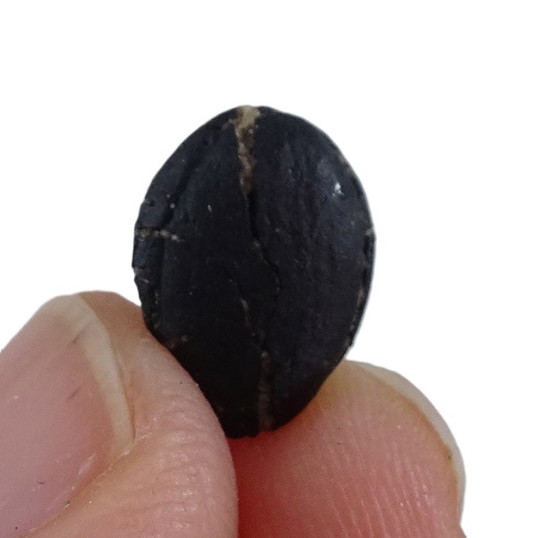 Styrax maximus - Imagen 3