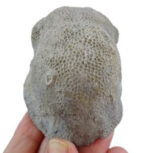 Favosites gothlandicus