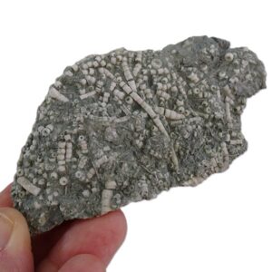 Artejos del tallo de un crinoideo