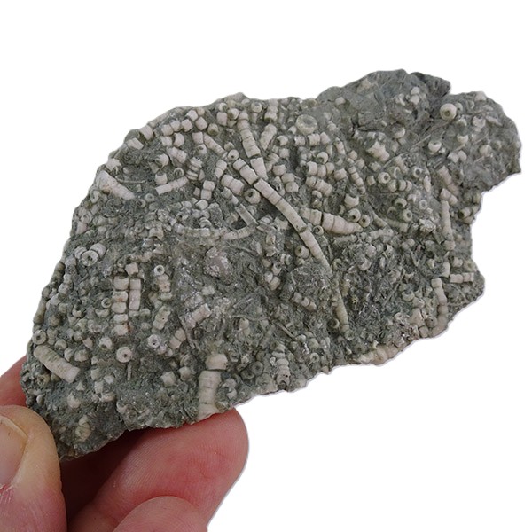 Artejos del tallo de un crinoideo