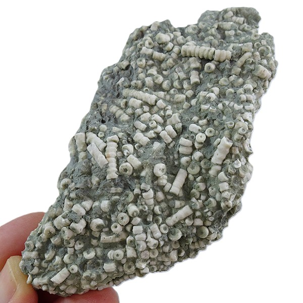 Artejos del tallo de un crinoideo - 画像 (2)