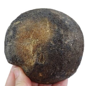 Mammuthus primigenius