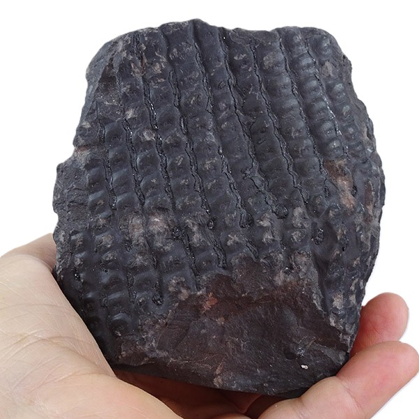 Sigillaria fossorum