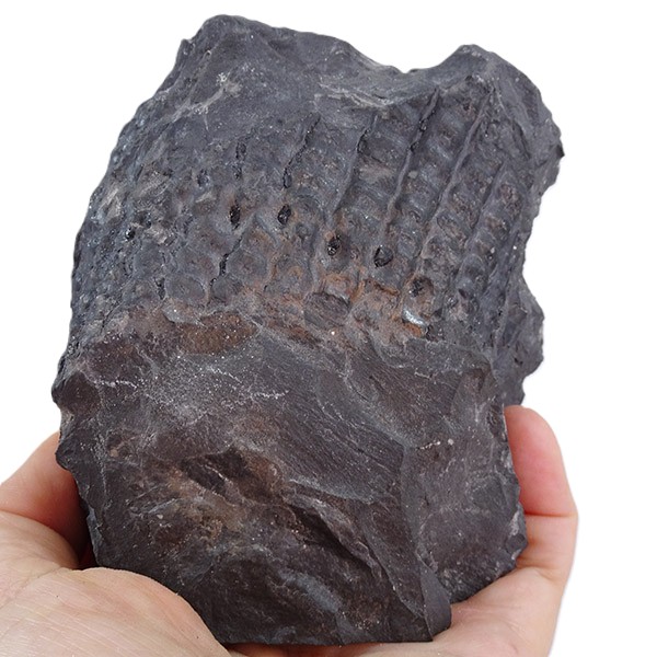 Sigillaria fossorum - Image 3