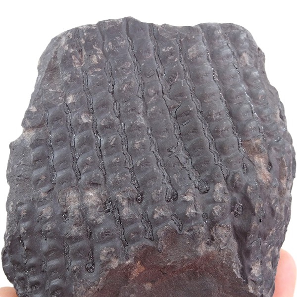 Sigillaria fossorum - Image 5