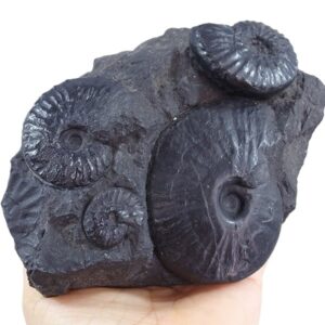 Knemiceras ollonense y Parengonoceras sp.