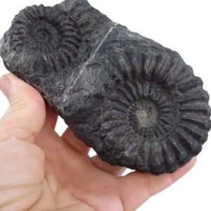 Prolyelliceras mathewsi