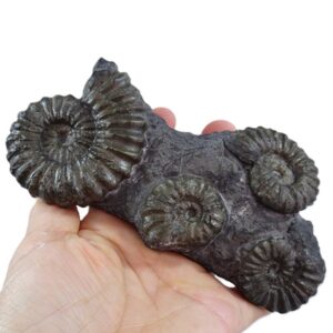 Prolyelliceras mathewsi
