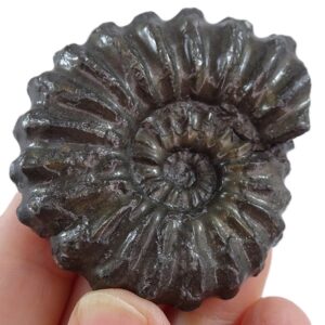 Prolyelliceras mathewsi
