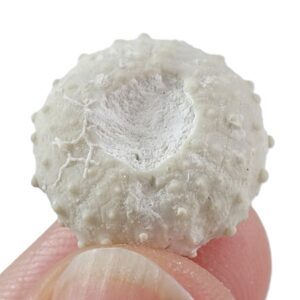 Gauthieria radiata