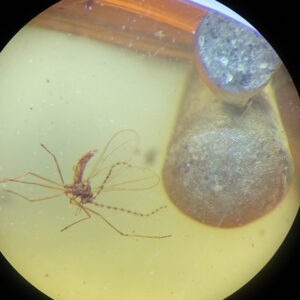 Teredolites clavatus y...