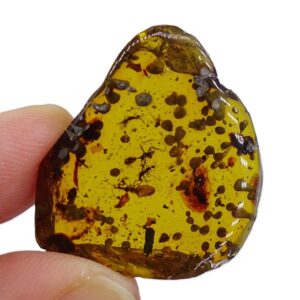 Teredolites clavatus y...