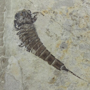 Eurypterus tetragonophtalmus