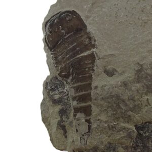 Eurypterus tetragonophtalmus