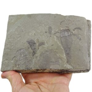 Eurypterus tetragonophtalmus