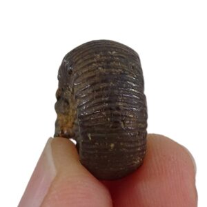 Catacoeloceras sp.