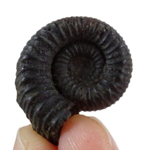 Catacoeloceras engeli