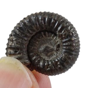 Catacoeloceras engeli