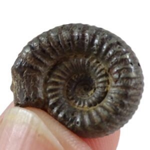 Catacoeloceras sp.