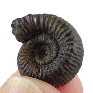 Catacoeloceras engeli