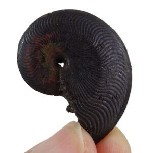 Polyplectus discoides
