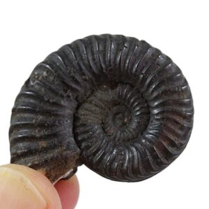 Phlyseogrammoceras rouvillei VENDIDO