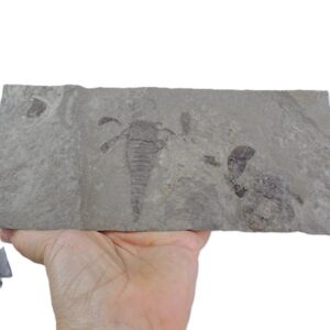Eurypterus tetragonophtalmus
