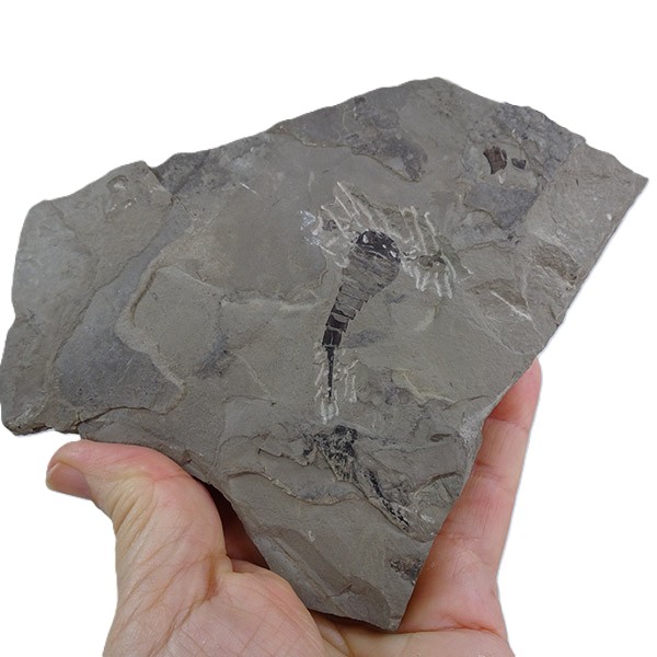 Eurypterus tetragonophtalmus - Imagen 2