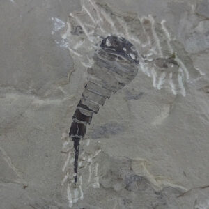 Eurypterus tetragonophtalmus