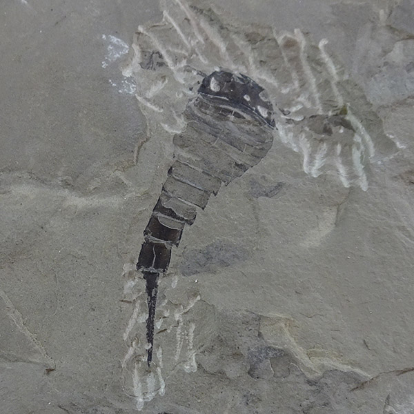 Eurypterus tetragonophtalmus