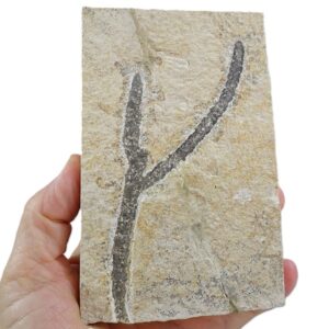 Brachyphyllum nepos