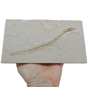 Anguillavus quadripinnis